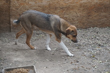 KANELLA, Hund, Mischlingshund in Rumänien - Bild 2