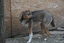 KANELLA, Hund, Mischlingshund in Rumänien - Bild 3