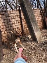 KANELLA, Hund, Mischlingshund in Rumänien - Bild 4