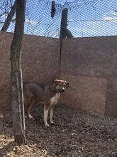 KANELLA, Hund, Mischlingshund in Rumänien - Bild 5