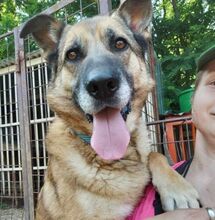 ASTON, Hund, Mischlingshund in Seelze