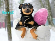 HARRY2, Hund, Mischlingshund in Russische Föderation - Bild 1