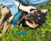HARRY2, Hund, Mischlingshund in Russische Föderation - Bild 10