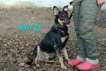 HARRY2, Hund, Mischlingshund in Russische Föderation - Bild 11