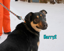 HARRY2, Hund, Mischlingshund in Russische Föderation - Bild 12