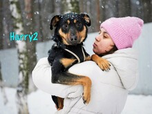 HARRY2, Hund, Mischlingshund in Russische Föderation - Bild 13