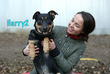 HARRY2, Hund, Mischlingshund in Russische Föderation - Bild 14