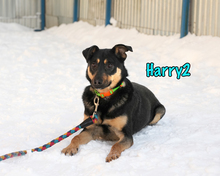 HARRY2, Hund, Mischlingshund in Russische Föderation - Bild 15