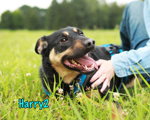 HARRY2, Hund, Mischlingshund in Russische Föderation - Bild 16