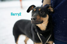 HARRY2, Hund, Mischlingshund in Russische Föderation - Bild 17