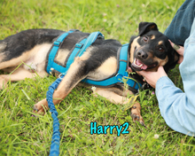 HARRY2, Hund, Mischlingshund in Russische Föderation - Bild 18