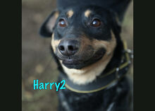 HARRY2, Hund, Mischlingshund in Russische Föderation - Bild 19
