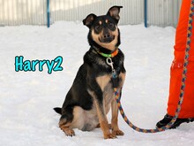 HARRY2, Hund, Mischlingshund in Russische Föderation - Bild 2