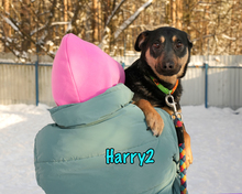 HARRY2, Hund, Mischlingshund in Russische Föderation - Bild 20
