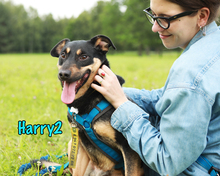 HARRY2, Hund, Mischlingshund in Russische Föderation - Bild 21