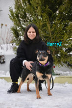 HARRY2, Hund, Mischlingshund in Russische Föderation - Bild 22