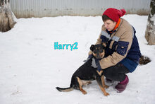 HARRY2, Hund, Mischlingshund in Russische Föderation - Bild 23