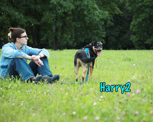 HARRY2, Hund, Mischlingshund in Russische Föderation - Bild 24