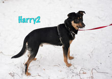 HARRY2, Hund, Mischlingshund in Russische Föderation - Bild 25