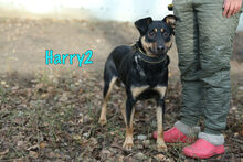 HARRY2, Hund, Mischlingshund in Russische Föderation - Bild 27