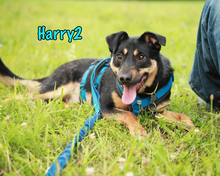 HARRY2, Hund, Mischlingshund in Russische Föderation - Bild 28
