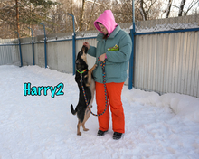 HARRY2, Hund, Mischlingshund in Russische Föderation - Bild 29