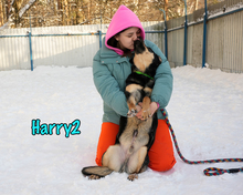 HARRY2, Hund, Mischlingshund in Russische Föderation - Bild 3