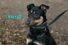 HARRY2, Hund, Mischlingshund in Russische Föderation - Bild 30