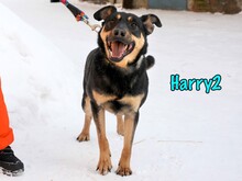 HARRY2, Hund, Mischlingshund in Russische Föderation - Bild 4