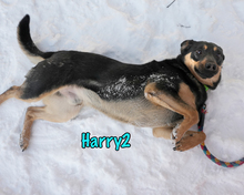 HARRY2, Hund, Mischlingshund in Russische Föderation - Bild 5