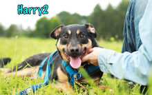 HARRY2, Hund, Mischlingshund in Russische Föderation - Bild 6