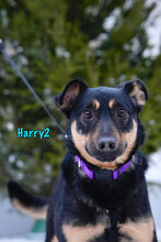 HARRY2, Hund, Mischlingshund in Russische Föderation - Bild 7