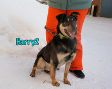 HARRY2, Hund, Mischlingshund in Russische Föderation - Bild 8