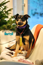 HARRY2, Hund, Mischlingshund in Russische Föderation - Bild 9