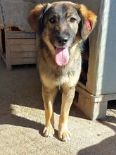 BENDJI, Hund, Mischlingshund in Bulgarien - Bild 2