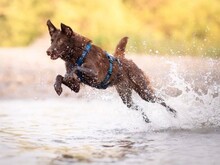 HAZEL, Hund, Mischlingshund in Wien - Bild 2