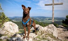 HAZEL, Hund, Mischlingshund in Wien - Bild 3