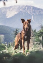 HAZEL, Hund, Mischlingshund in Wien - Bild 4
