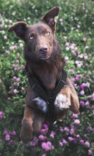 HAZEL, Hund, Mischlingshund in Wien - Bild 5