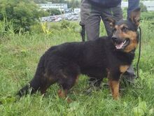 RIKI, Hund, Mischlingshund in Slowakische Republik - Bild 3