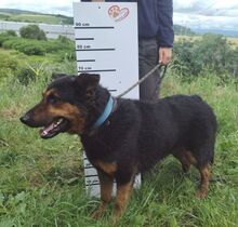 RIKI, Hund, Mischlingshund in Slowakische Republik - Bild 4