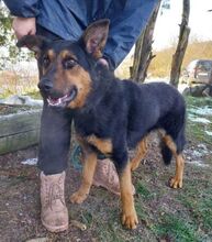 RIKI, Hund, Mischlingshund in Slowakische Republik - Bild 6