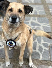 ROMEO, Hund, Mischlingshund in Italien - Bild 1