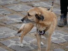 ROMEO, Hund, Mischlingshund in Italien - Bild 2