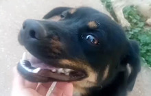 PATTYPEANUT, Hund, Mischlingshund in Griechenland