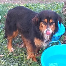 LULU, Hund, Mischlingshund in Italien - Bild 3