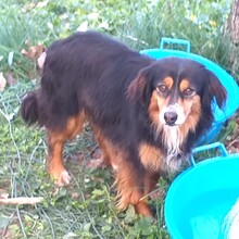 LULU, Hund, Mischlingshund in Italien - Bild 4