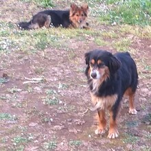 LULU, Hund, Mischlingshund in Italien - Bild 5