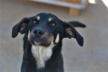MONCHERIE, Hund, Mischlingshund in Griechenland - Bild 1