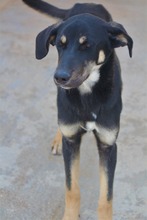 MONCHERIE, Hund, Mischlingshund in Griechenland - Bild 2